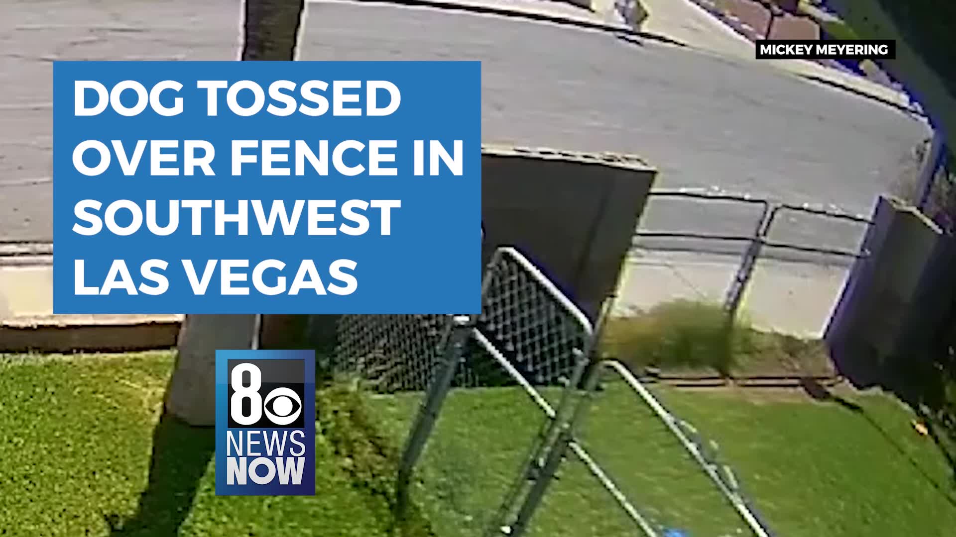 Dog thrown over a fence into a southwest Las Vegas valley back yard – KLAS