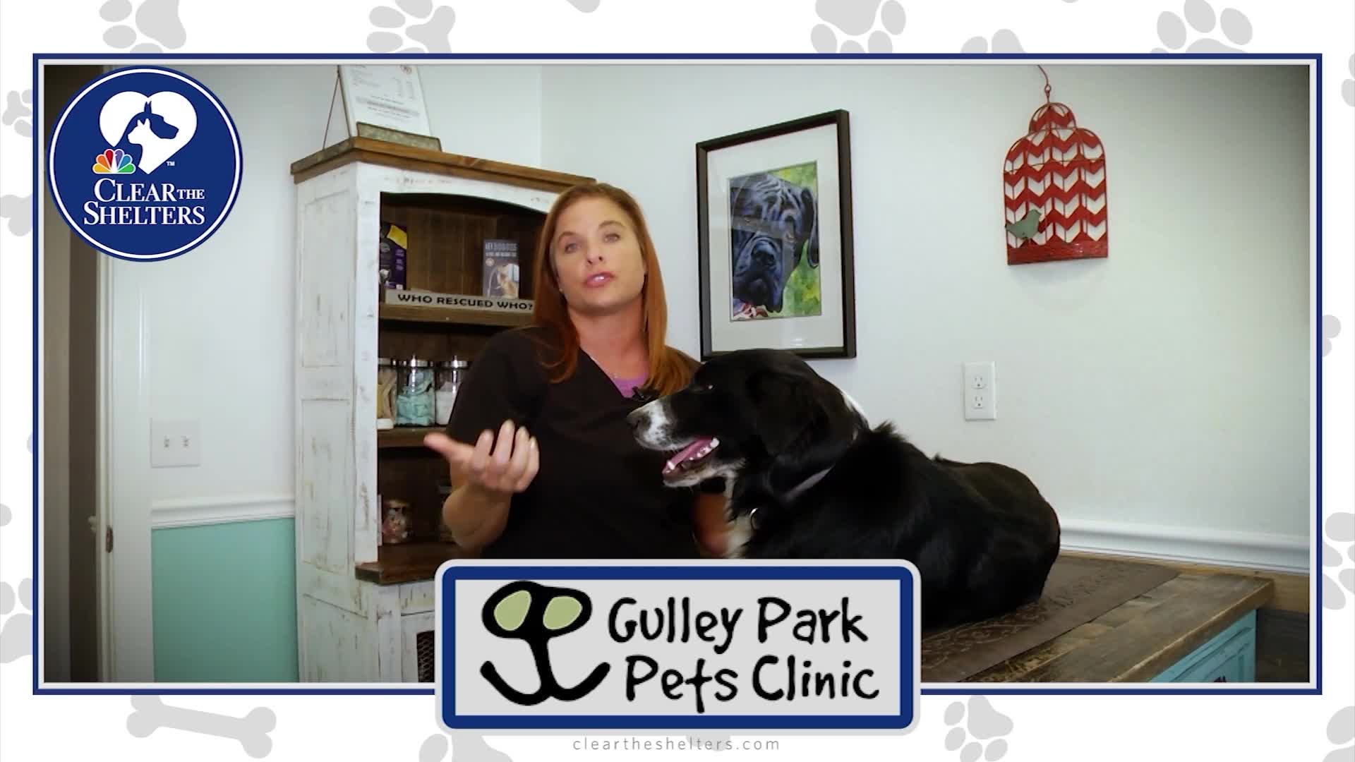 Arkansas Snake Season Alert: What Every Gulley Park Dog Owner Must Spot